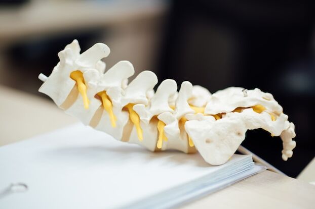 Model anatomic al coloanei vertebrale umane